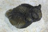 Acanthopyge Trilobite - Morocco #126920-1